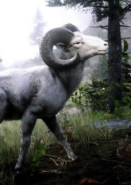 Bighorn Sheep