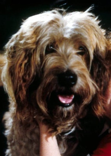 Bingo the dog