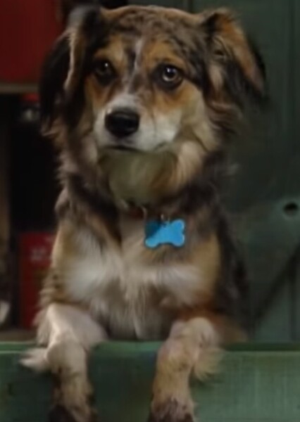 Bingo the Dog (Barney & Friends)