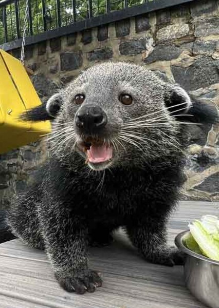 Binturong photo