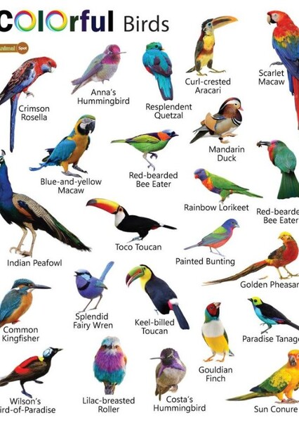 Birds photo