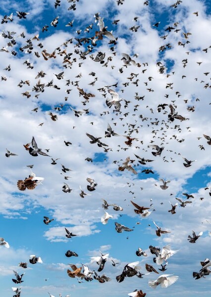 Birds photo