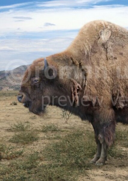 Bison antiquus
