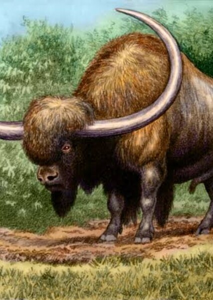 Bison Latifrons
