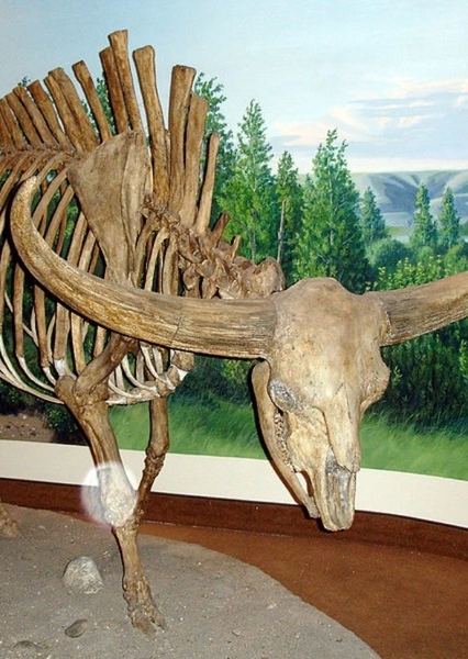Bison Latifrons photo