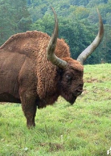 Bison Latifrons photo