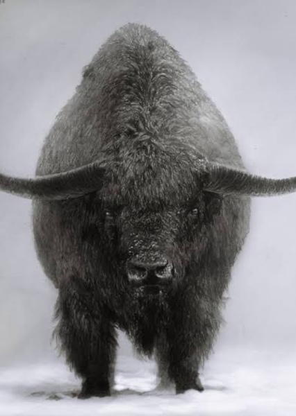Bison Latifrons photo