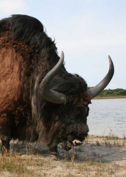 Bison Latifrons photo