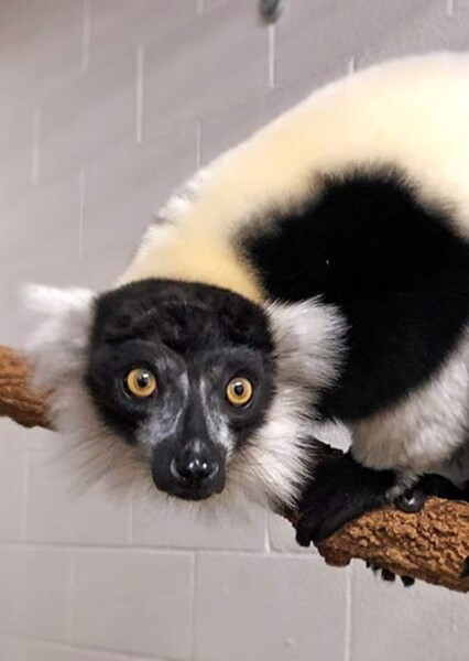 Black-and-White Ruffed Lemur