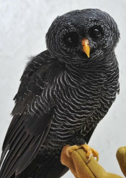 Black-Banded Owl
