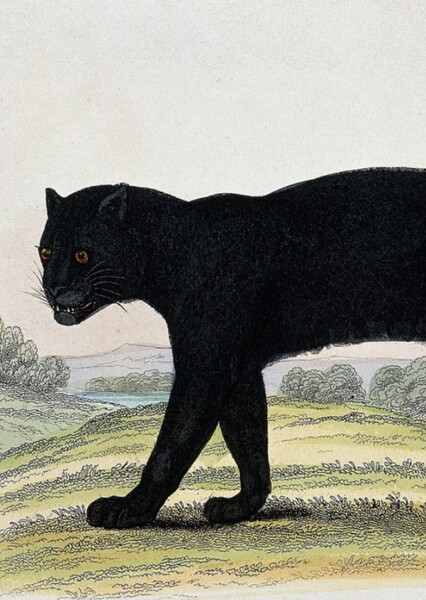 Black Beast of Exmoor