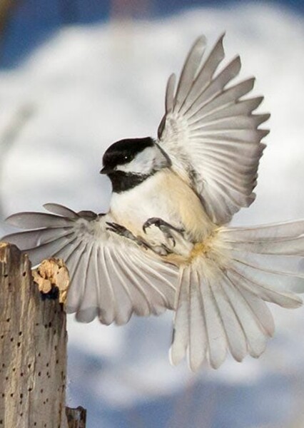 Black-Capped Chickadee