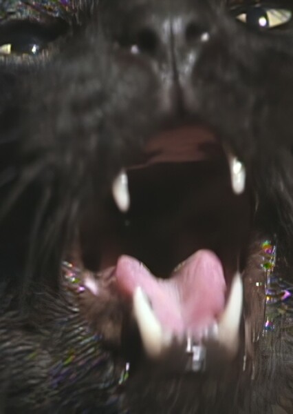Black Cat photo