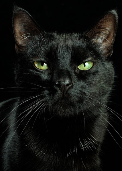 Black Cat