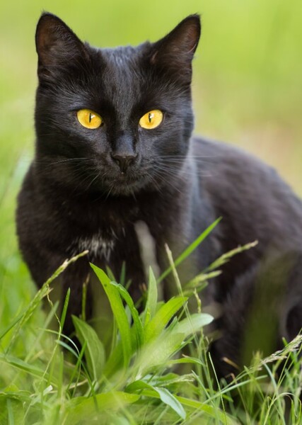 Black Cat (Animal)