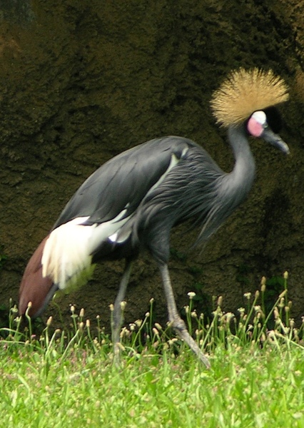 Black Crowned Crane photo