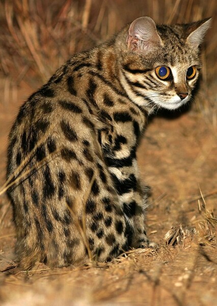 Black-footed cat