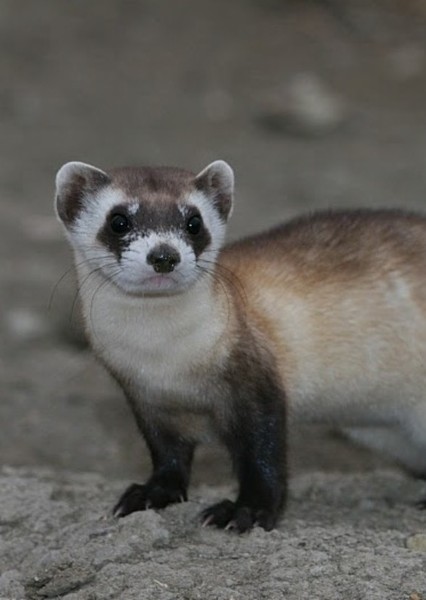 Black-footed ferret photo