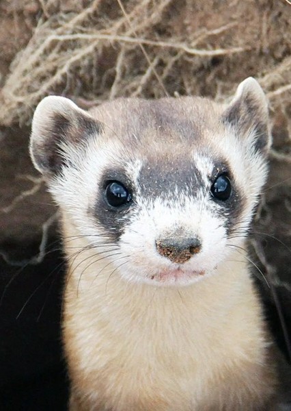 Black-footed ferret