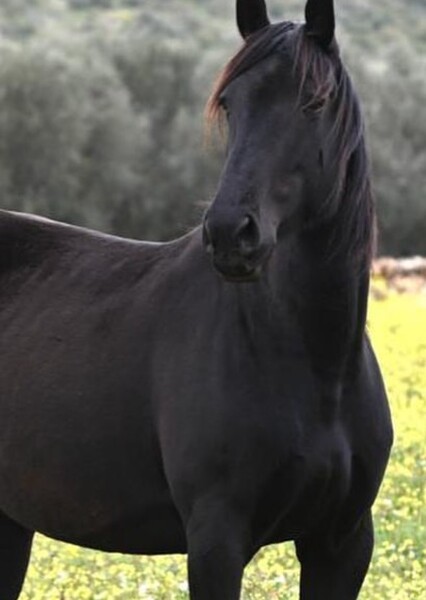 Black Horse