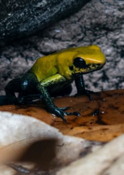 Black-Legged Poison Dart Frog