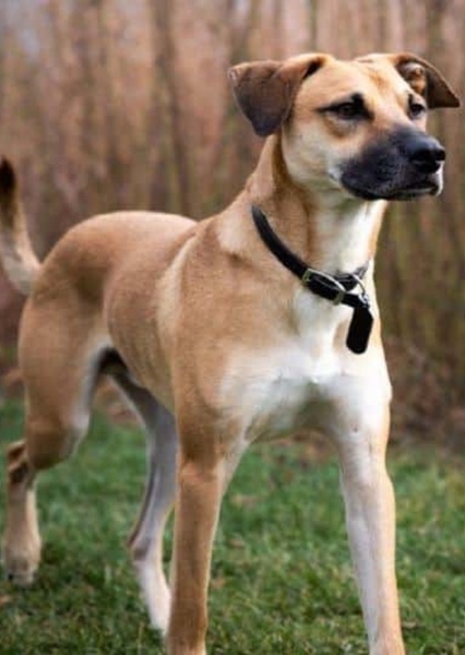 Black Mouth Cur