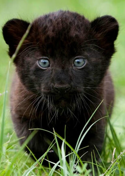 Black Panther (Animal)