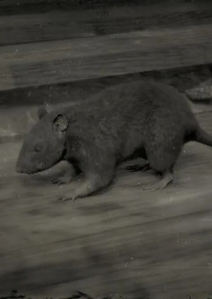 Black Rat photo