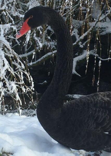 Black Swan photo