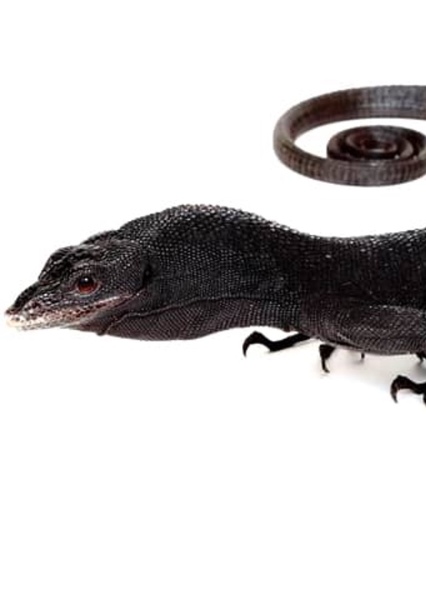 Black Tree Monitor