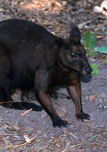 Black Wallaroo
