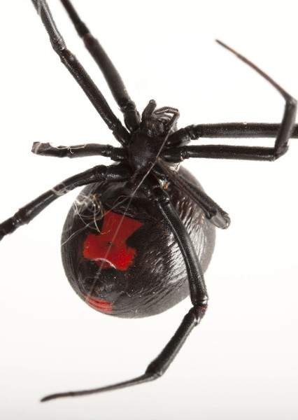 Black Widow spider