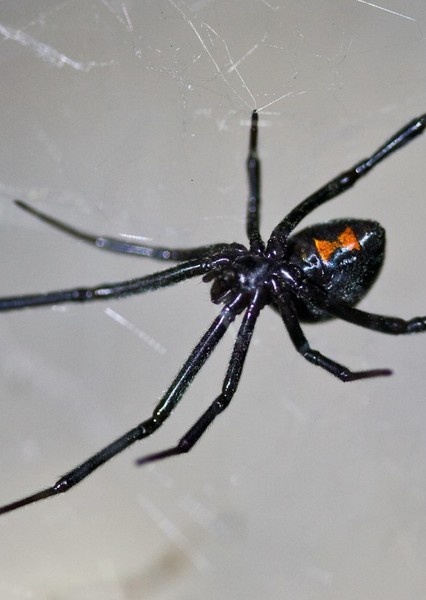 Black Widow spider