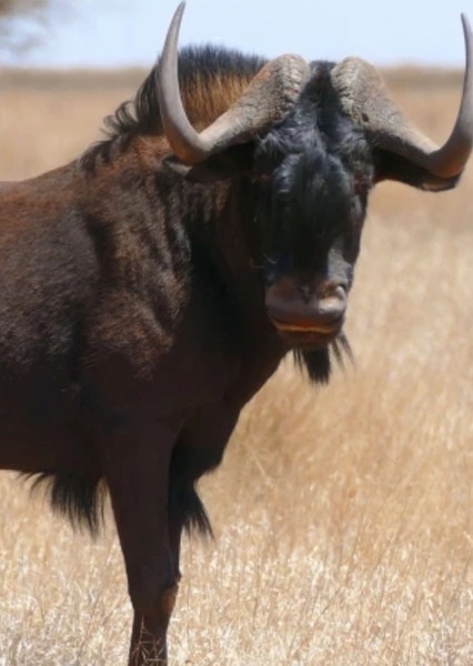 Black Wildebeest photo