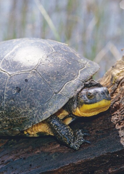 Blanding's Turtle