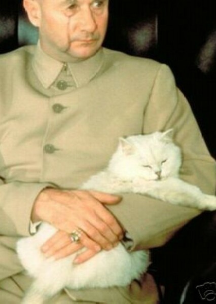 Blofeld's cat