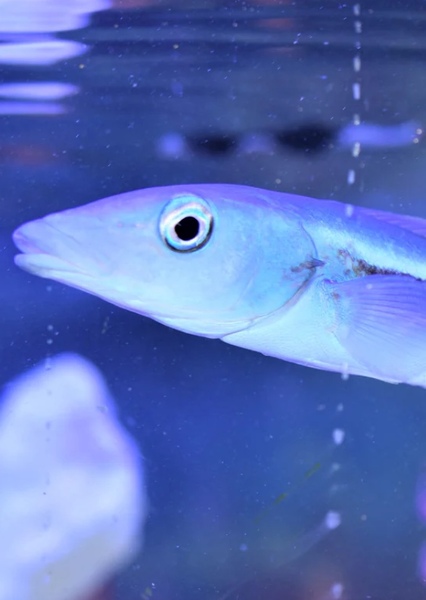 Blue Blanquillo