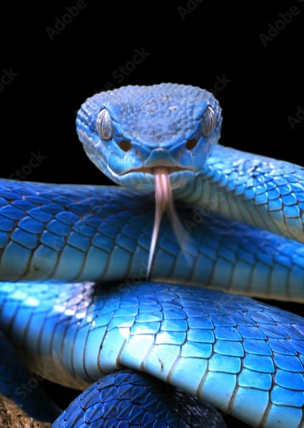BLUE SNAKE