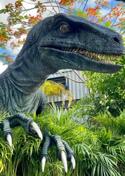 Blue the Velociraptor photo