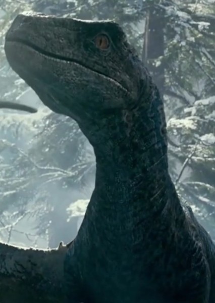 Blue the Velociraptor photo
