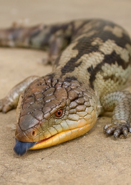 Blue-Tongued Skink