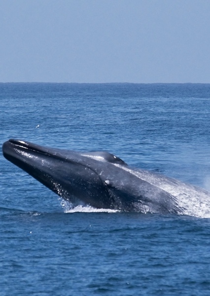 Blue Whale