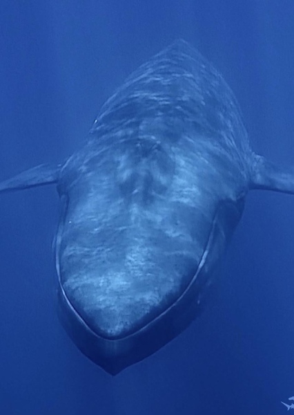 Blue Whale