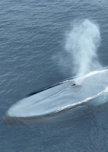 Blue Whale photo