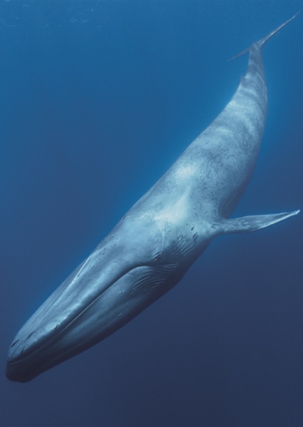 Blue Whale photo