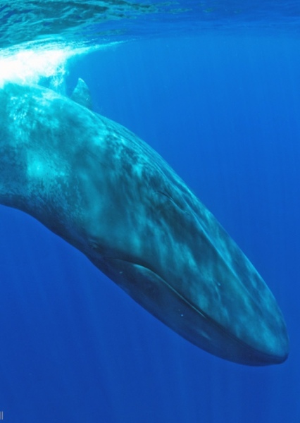 Blue Whale
