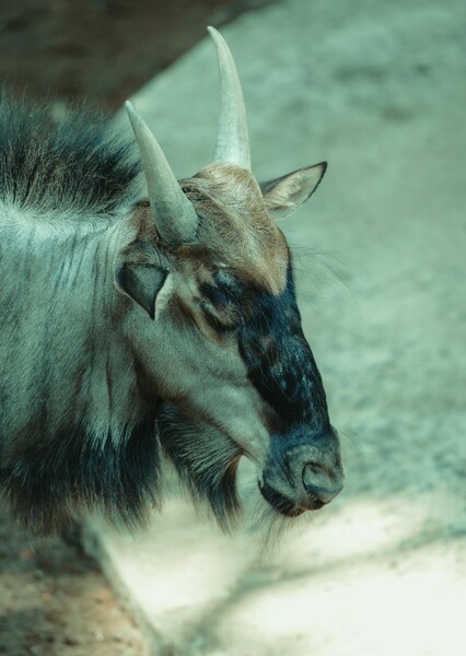 Blue Wildebeest photo