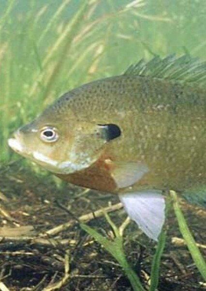 Bluegill