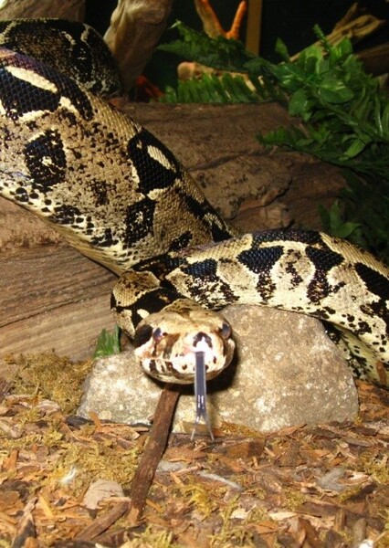 Boa Constrictor