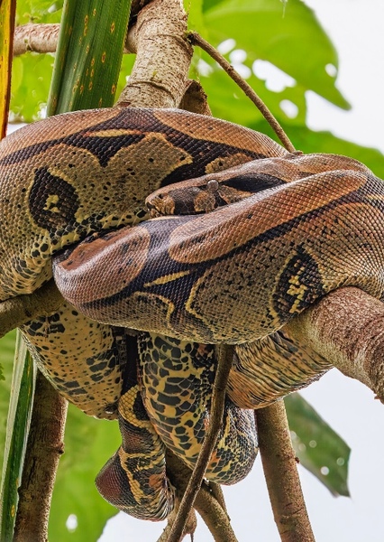 Boa (Snake)